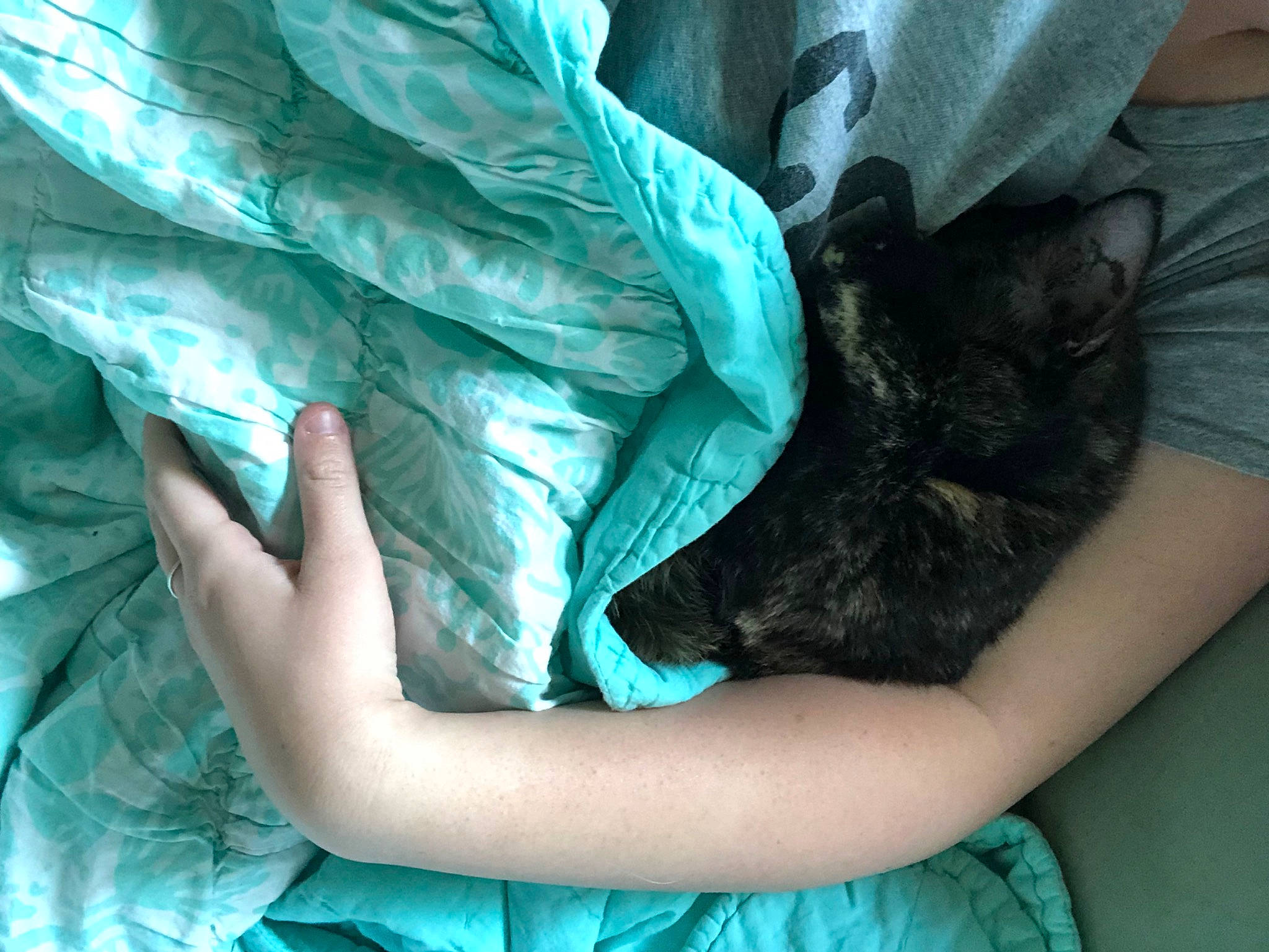 Hope joined the competition — help win amazing prizes! aqua, carnivore, cat, comfort, elbow, electric_blue, felidae, finger, fur, gesture, green, human_leg, linens, pattern, room, service, sleeve, small_to_medium_sized_cats, thigh, wrist