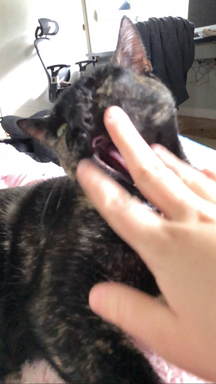 Hope joined the competition — help win amazing prizes! black_cat, carnivore, cat, claw, comfort, dog_breed, domestic_short_haired_cat, ear, felidae, fur, gesture, mammal, nail, paw, small_to_medium_sized_cats, snout, thumb, vertebrate, whiskers