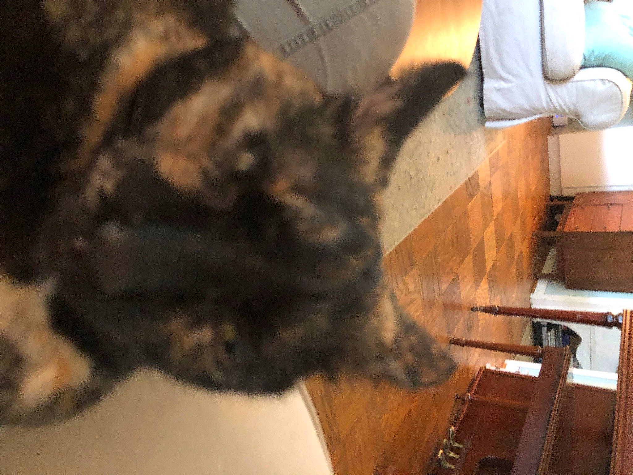 Hope joined the competition — help win amazing prizes! canidae, carnivore, cat, claw, comfort, dog_breed, domestic_short_haired_cat, felidae, flooring, fur, gesture, hardwood, paw, small_to_medium_sized_cats, snout, sporting_group, tail, terrestrial_animal, whiskers, wood