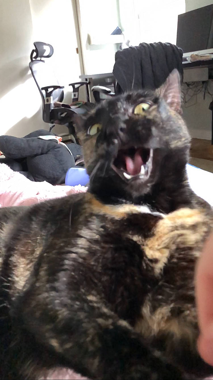 Hope is registered to the contest to win money with this photo: canidae, carnivore, cat, claw, comfort, companion_dog, dog_breed, domestic_short_haired_cat, ear, fang, felidae, fur, guard_dog, jaw, paw, small_to_medium_sized_cats, snout, sporting_group, terrestrial_animal, whiskers