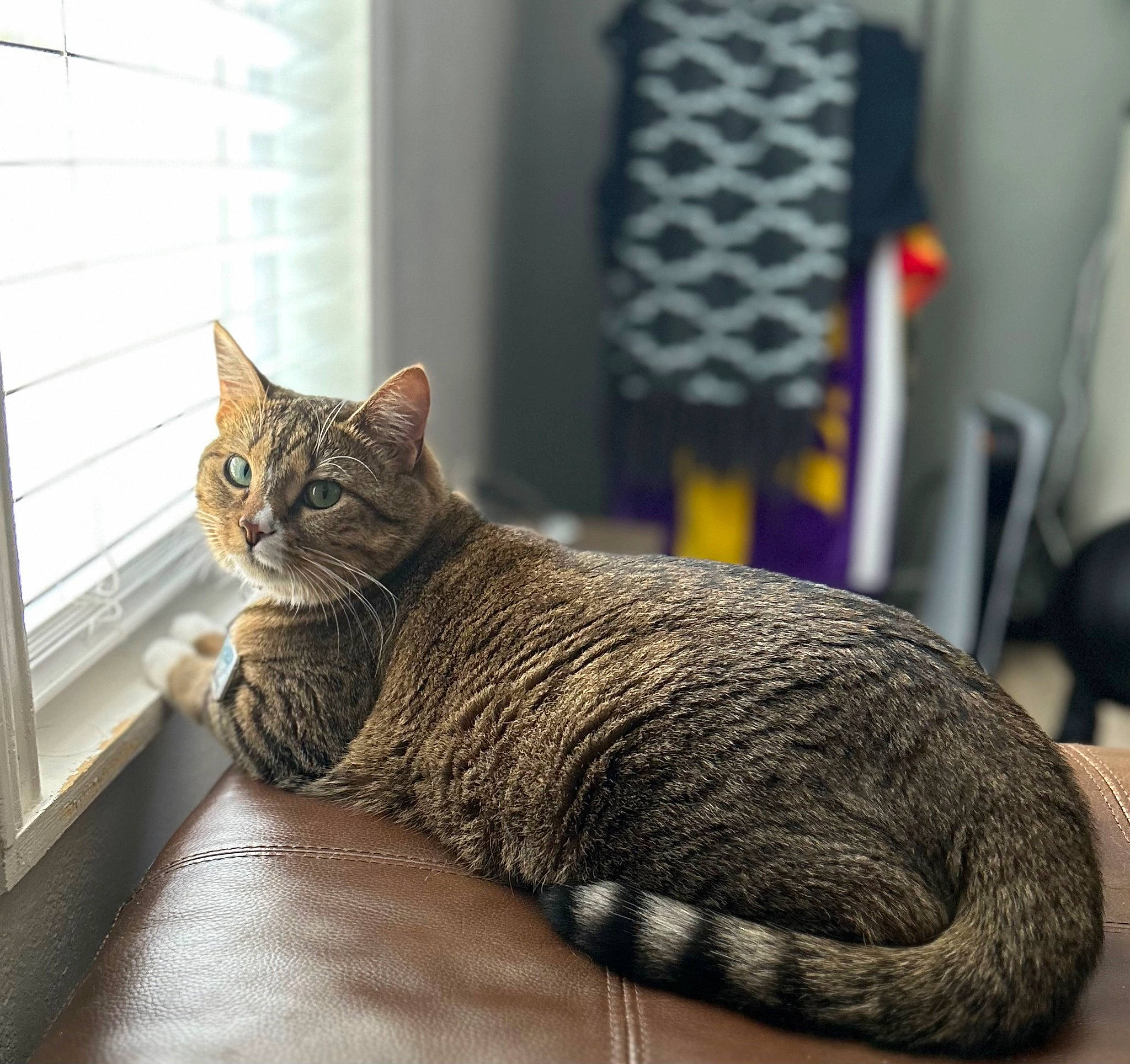 Buggy joined the competition — help win amazing prizes! carnivore, cat, comfort, domestic_short_haired_cat, door, felidae, flooring, fur, grey, linens, paw, room, sitting, small_to_medium_sized_cats, snout, tail, whiskers, window, window_blind, wood