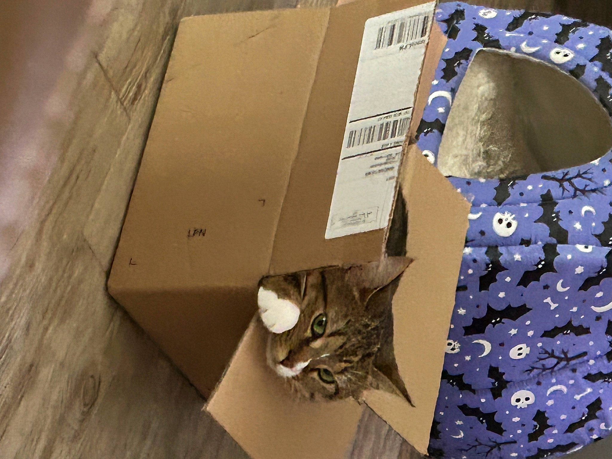 Buggy joined the competition — help win amazing prizes! baby_toddler_clothing, bag, box, carnivore, carton, cat, collar, denim, dress_shirt, felidae, hardwood, packaging_and_labeling, packing_materials, pattern, shipping_box, sleeve, small_to_medium_sized_cats, t_shirt, whiskers, wood