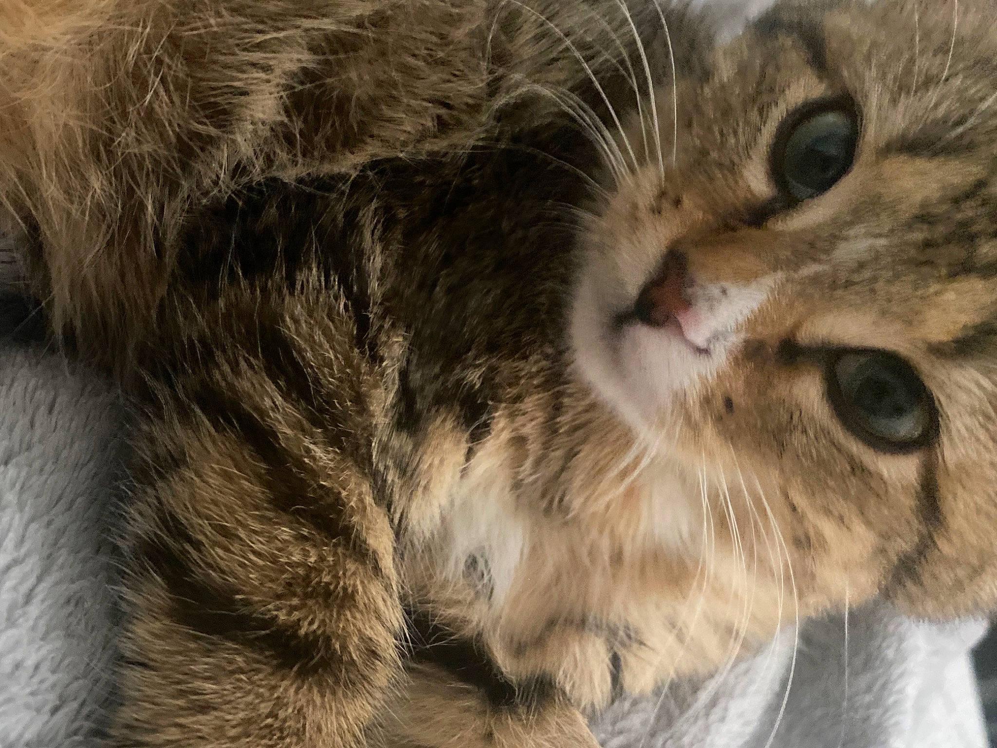 Buggy joined the competition — help win amazing prizes! carnivore, cat, close_up, domestic_short_haired_cat, ear, felidae, fur, natural_material, small_to_medium_sized_cats, snout, terrestrial_animal, tree, whiskers, wildlife