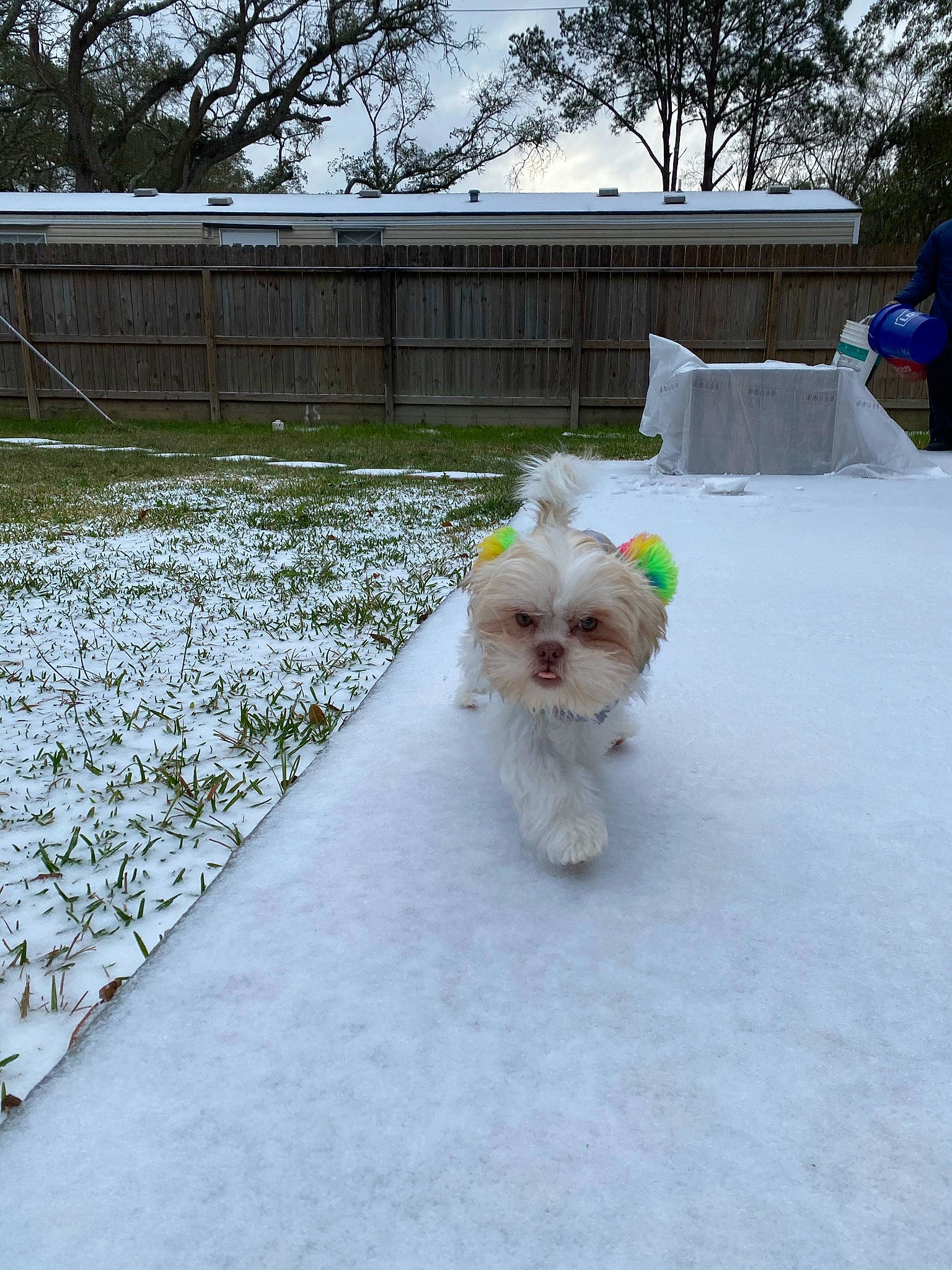 Koko is registered to the contest to win money with this photo: asphalt, carnivore, companion_dog, dog, dog_breed, dog_clothes, dog_supply, fawn, freezing, grass, road_surface, sidewalk, sky, small_terrier, snow, sporting_group, toy_dog, tree, winter, working_animal