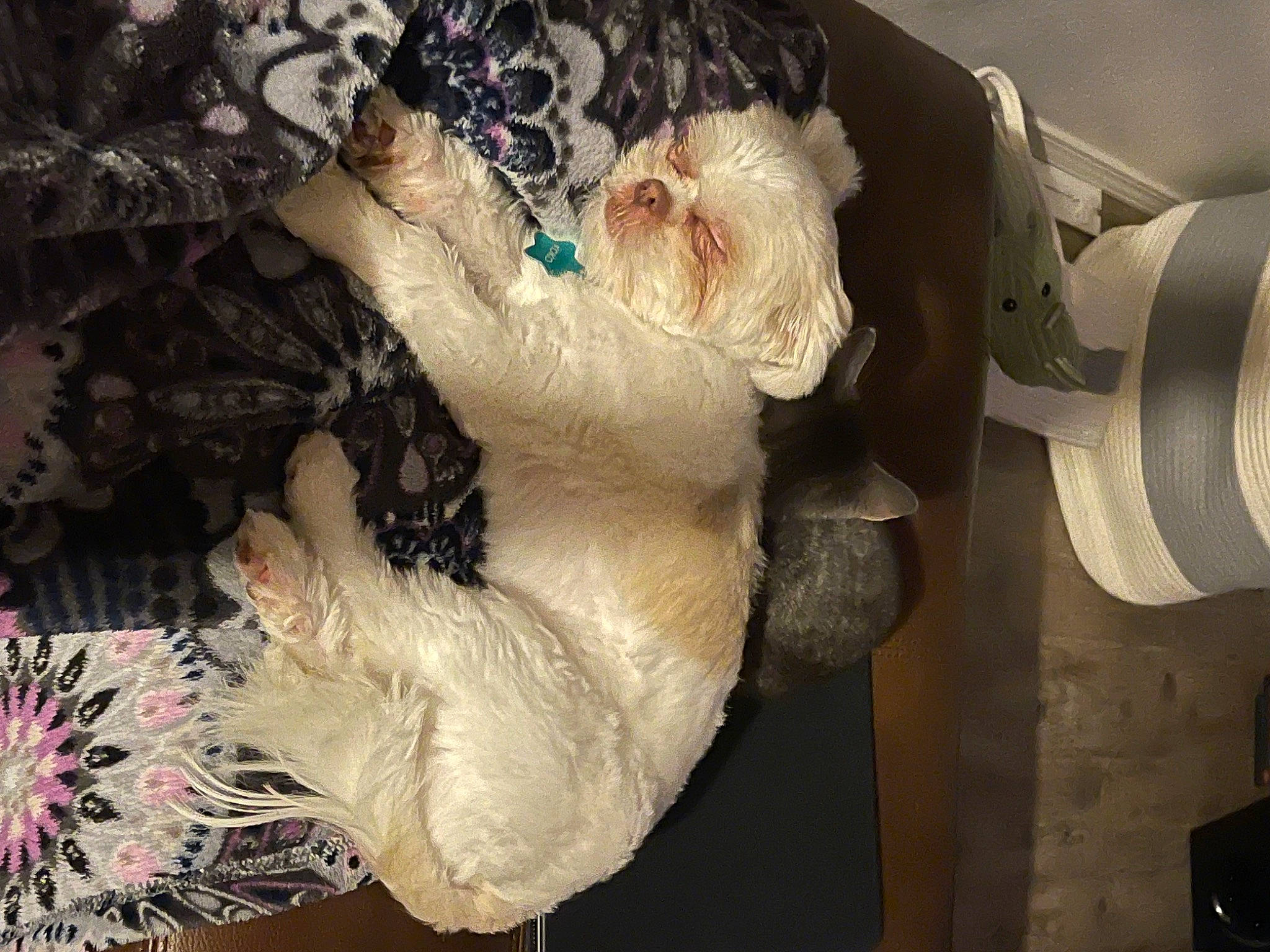 Koko joined the competition — help win amazing prizes! bridal_accessory, costume, dress, event, fashion_accessory, fashion_design, flesh, fur, headpiece, jewellery, mask, pattern, toy, vintage_clothing