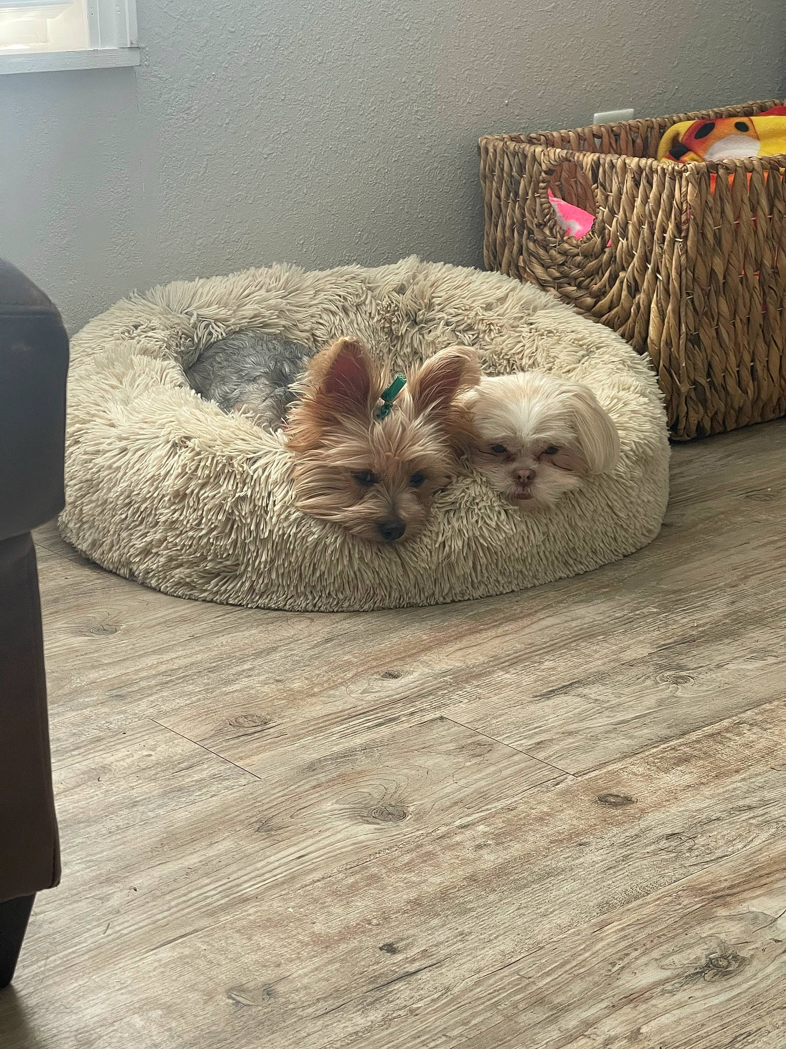 Koko is registered to the contest to win money with this photo: basket, canidae, carnivore, cat, comfort, companion_dog, dog_breed, fawn, felidae, flooring, fur, hardwood, linens, picture_frame, room, small_to_medium_sized_cats, sporting_group, whiskers, wood, wool