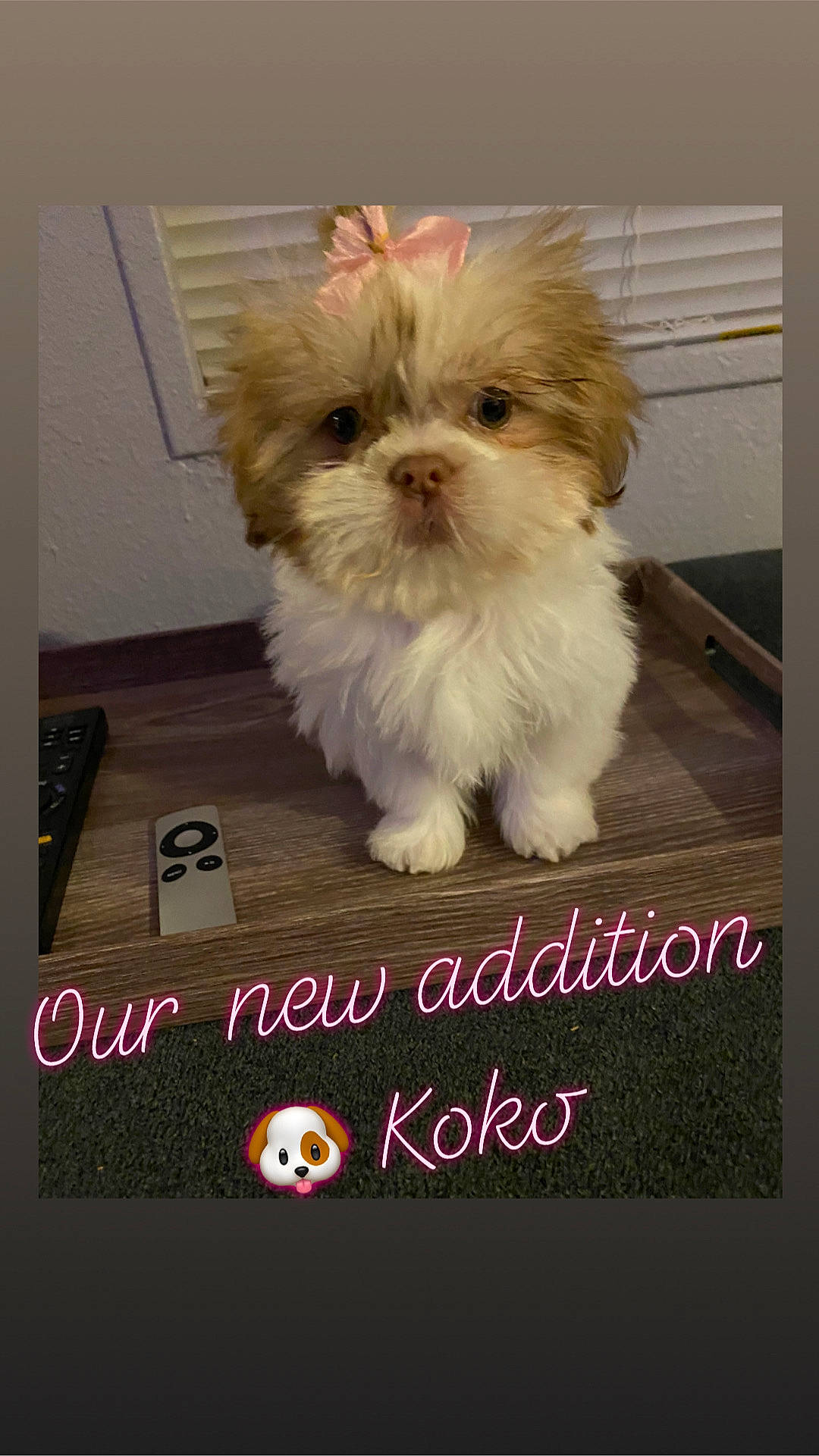 Koko is registered to the contest to win money with this photo: canidae, carnivore, companion_dog, dog, dog_breed, dog_supply, flooring, font, fur, liver, maltepoo, pet_supply, photo_caption, puppy, puppy_love, small_terrier, snout, sporting_group, toy_dog, working_animal