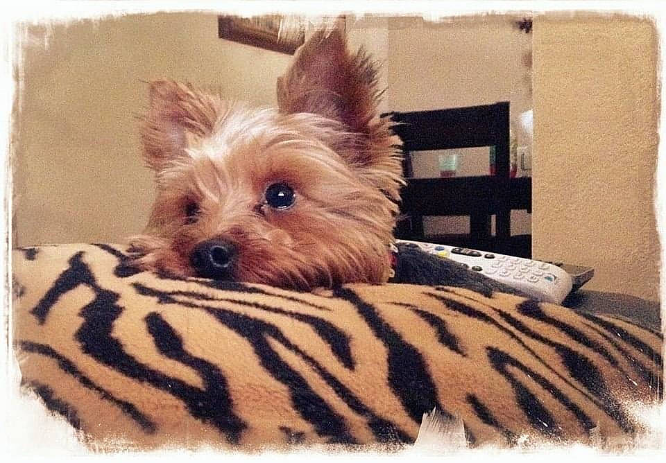 Rex is registered to the contest to win money with this photo: canidae, carnivore, companion_dog, dog, dog_breed, dog_supply, fur, liver, pet_supply, rectangle, shipping_box, small_terrier, sporting_group, square, terrier, toy, toy_dog, working_animal, yorkipoo, yorkshire_terrier