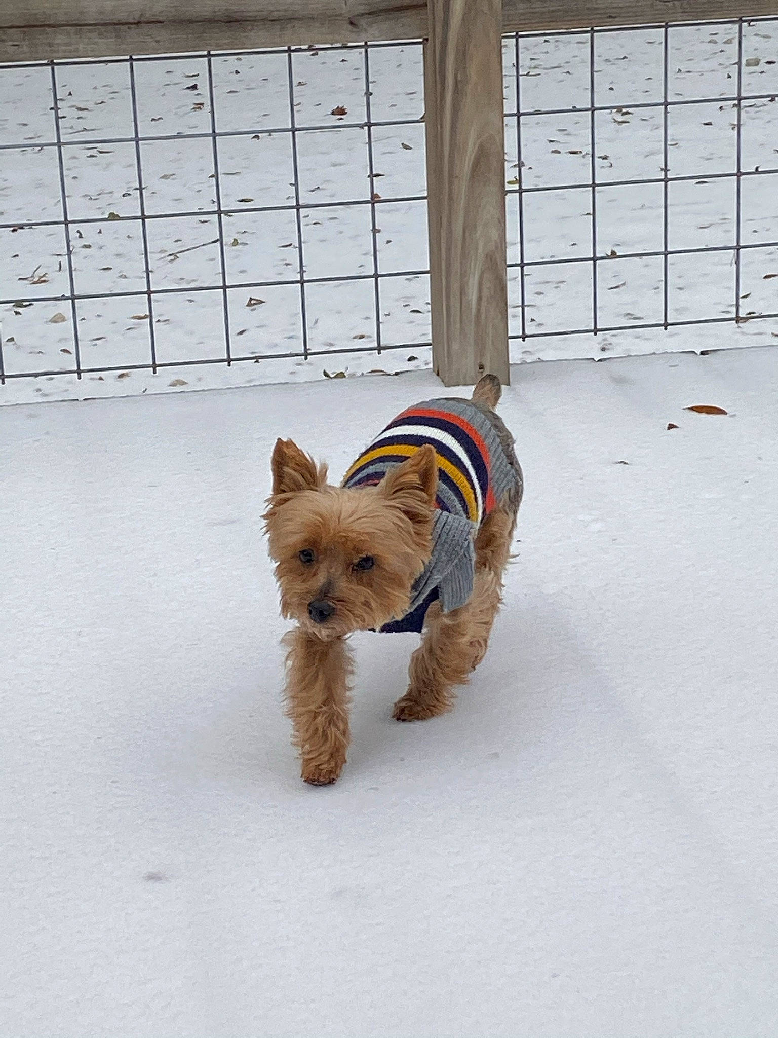 Rex joined the competition — help win amazing prizes! canidae, carnivore, companion_dog, dog, dog_breed, dog_clothes, dog_supply, fawn, liver, non_sporting_group, pet_supply, small_terrier, snow, sporting_group, tail, terrestrial_animal, terrier, toy_dog, winter, working_animal