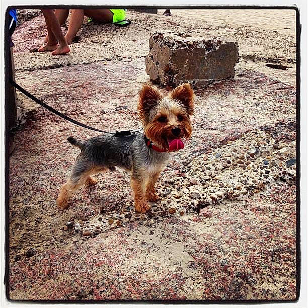 Rex joined the competition — help win amazing prizes! canidae, carnivore, collar, companion_dog, dog, dog_breed, dog_collar, dog_supply, fawn, leash, liver, pet_supply, photograph, rectangle, small_terrier, snout, sporting_group, terrier, toy_dog, working_animal