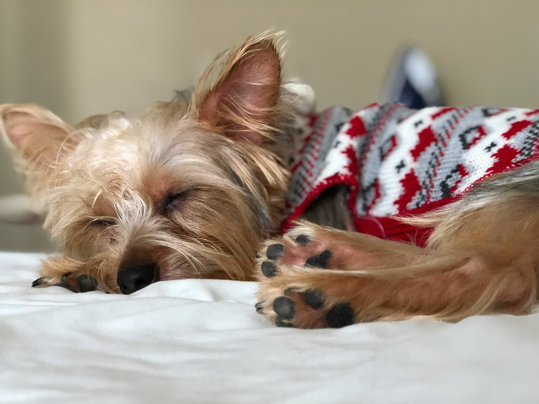 Maddie is registered to the contest to win money with this photo: biewer_terrier, canidae, carnivore, comfort, companion_dog, dog, dog_breed, dog_supply, fawn, fur, liver, mammal, non_sporting_group, puppy, small_terrier, snout, sporting_group, terrestrial_animal, toy_dog, working_animal