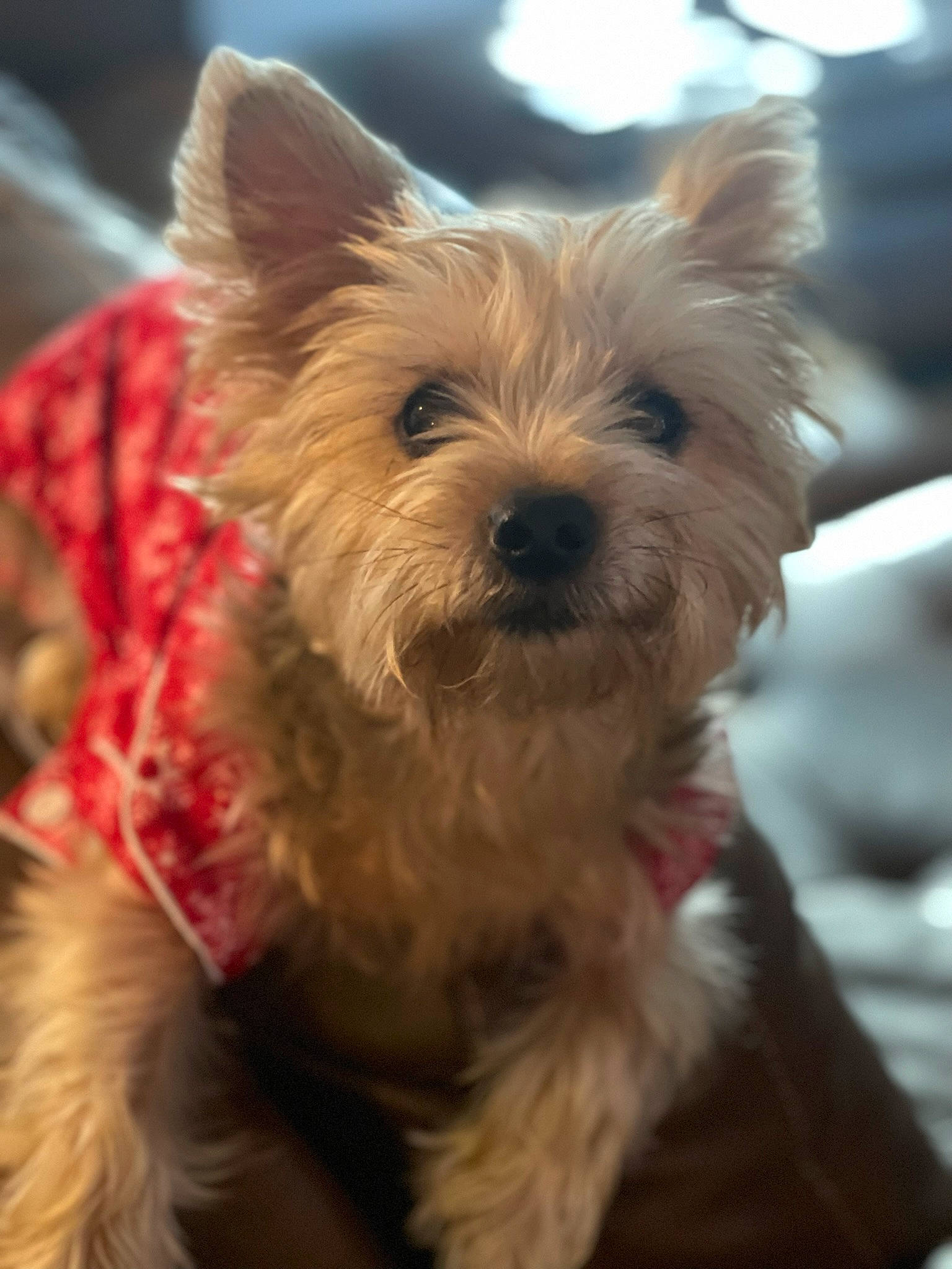 Maddie joined the competition — help win amazing prizes! biewer_terrier, canidae, carnivore, companion_dog, dog, dog_breed, dog_supply, ear, fawn, fur, puppy, small_terrier, snout, sporting_group, terrestrial_animal, terrier, toy_dog, working_animal, yorkipoo, yorkshire_terrier