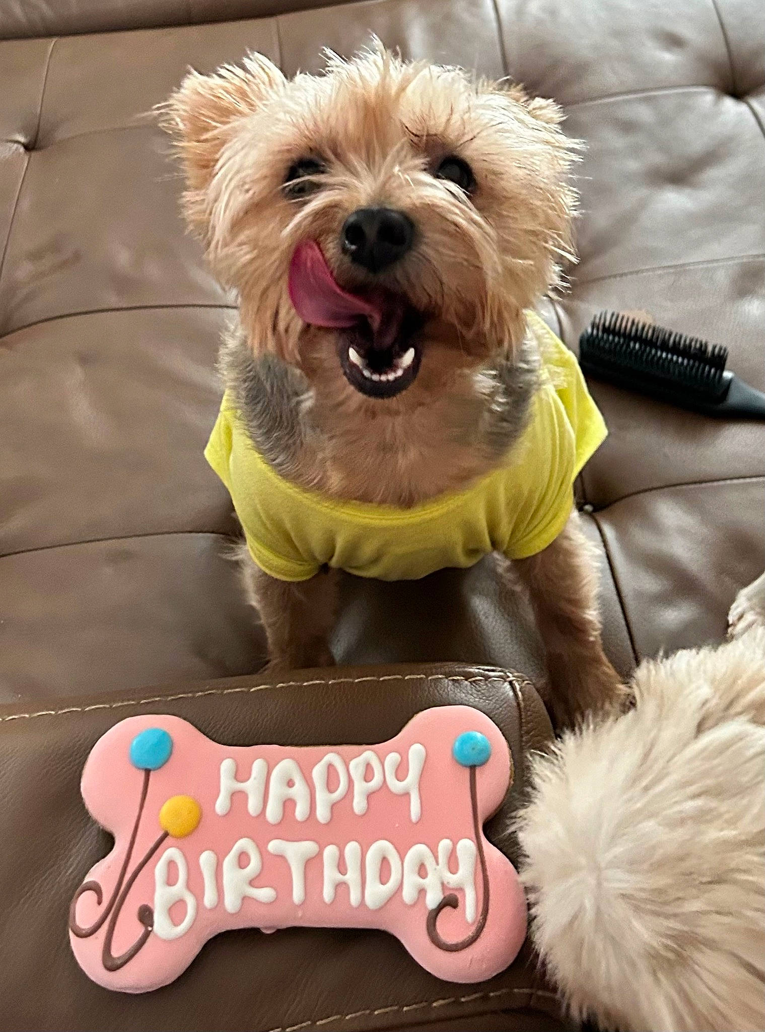 Maddie is registered to the contest to win money with this photo: carnivore, collar, companion_dog, dog, dog_breed, dog_clothes, dog_collar, dog_supply, event, fashion_accessory, fawn, happy, pet_supply, small_terrier, smile, snout, sporting_group, toy_dog, vertebrate, working_animal