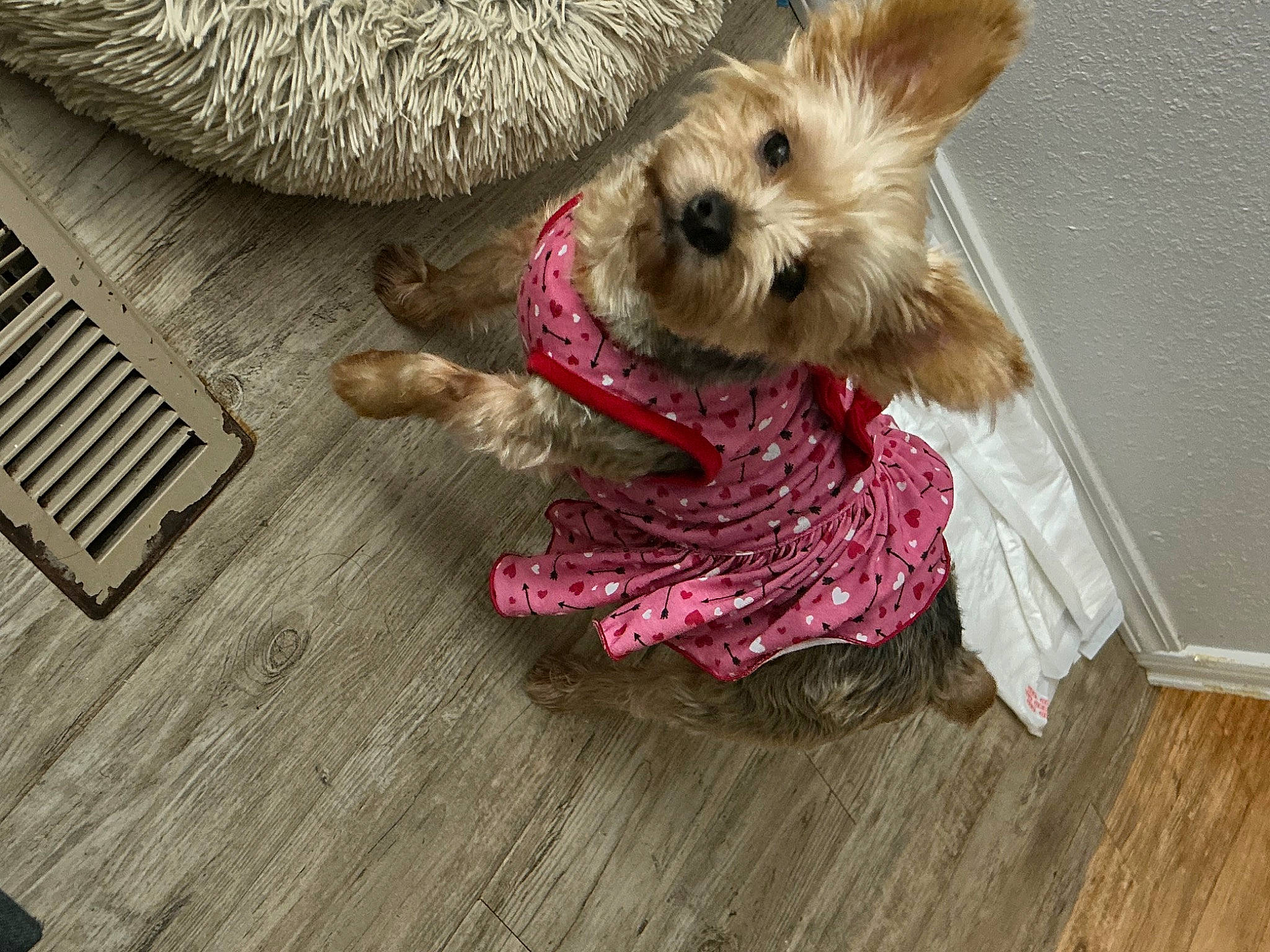 Maddie is registered to the contest to win money with this photo: carnivore, collar, companion_dog, dog, dog_breed, dog_clothes, dog_collar, dog_supply, fawn, flooring, fur, hardwood, pet_supply, small_terrier, stuffed_toy, terrier, toy, toy_dog, wood, working_animal