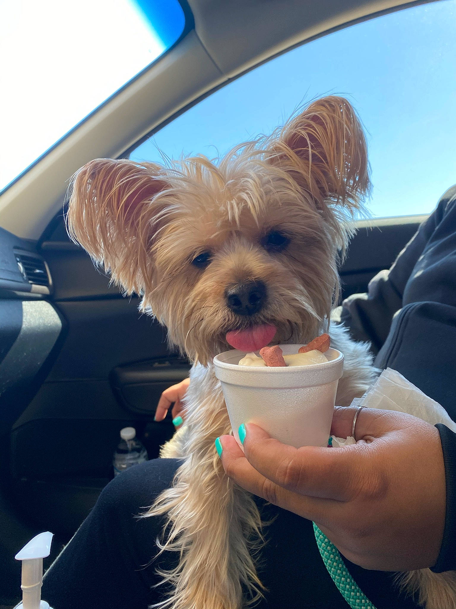 Maddie joined the competition — help win amazing prizes! car, carnivore, companion_dog, dog, dog_breed, dog_clothes, dog_supply, eyewear, fawn, gesture, happy, liver, sky, small_terrier, snout, soft_drink, sporting_group, terrier, toy_dog, working_animal