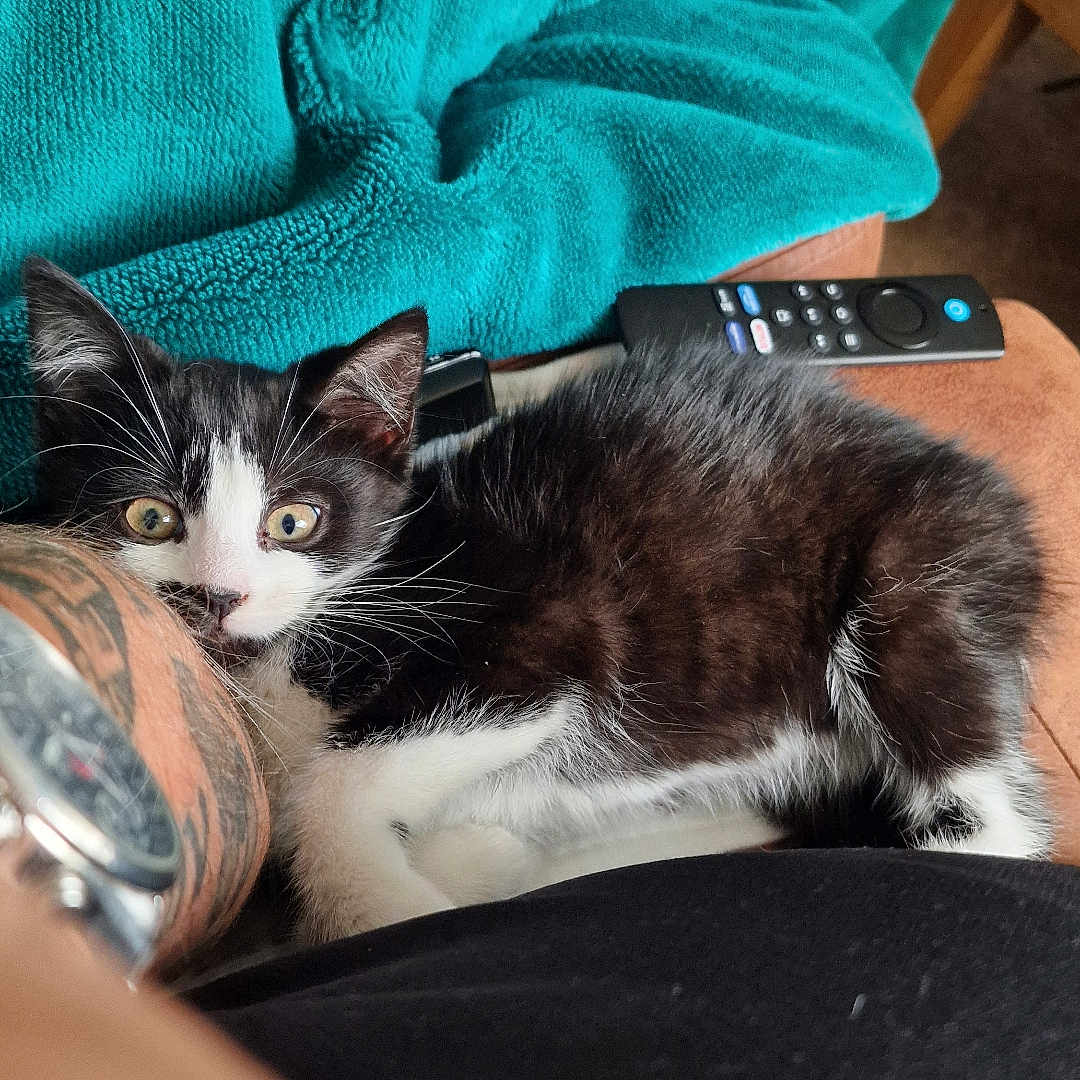 Bellini is registered to the contest to win money with this photo: animal, black_and_white, blanket, cat, closeup, couch, curious, cute, domestic_animal, feline, fur, indoor, kitten, pet, relaxing, remote_control, resting, tattoo, watch, whiskers