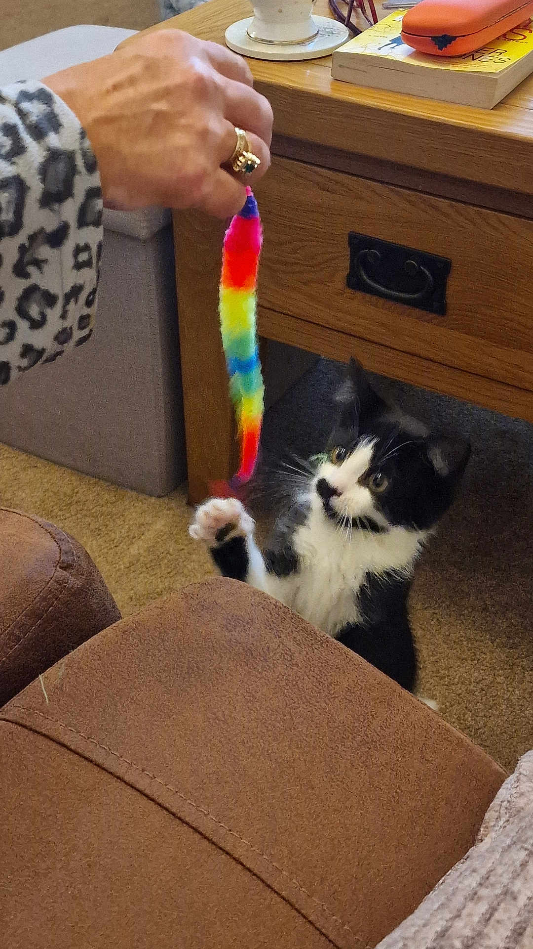 Bellini is registered to the contest to win money with this photo: cat, black_and_white_cat, toy, rainbow_toy, hand, leopard_print, furniture, brown_couch, wooden_table, carpet, indoor, pet, playful, curious, paw, person, ring, living_room, animal, colorful