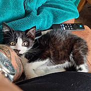 Bellini is registered to the contest to win money with this photo: kitten, cat, black_and_white, pet, animal, feline, blanket, teal, remote_control, tattoo, watch, arm, fur, whiskers, relaxing, indoor, close_up, resting, cozy, couch