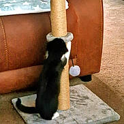 Bellini is registered to the contest to win money with this photo: animal, black_and_white, blanket, carpet, cat, couch, cozy, decor, floor, furniture, home, indoor, living_room, paws, pet, playful, scratching, scratching_post, tail, toy