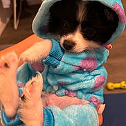 Toutou participe au concours pour gagner de l'argent avec cette photo : dog, puppy, hoodie, blue, purple_spots, cute, pet, indoor, toy, furry, small, animal, clothing, cozy, hands, black_and_white, curious, playful, warm, soft