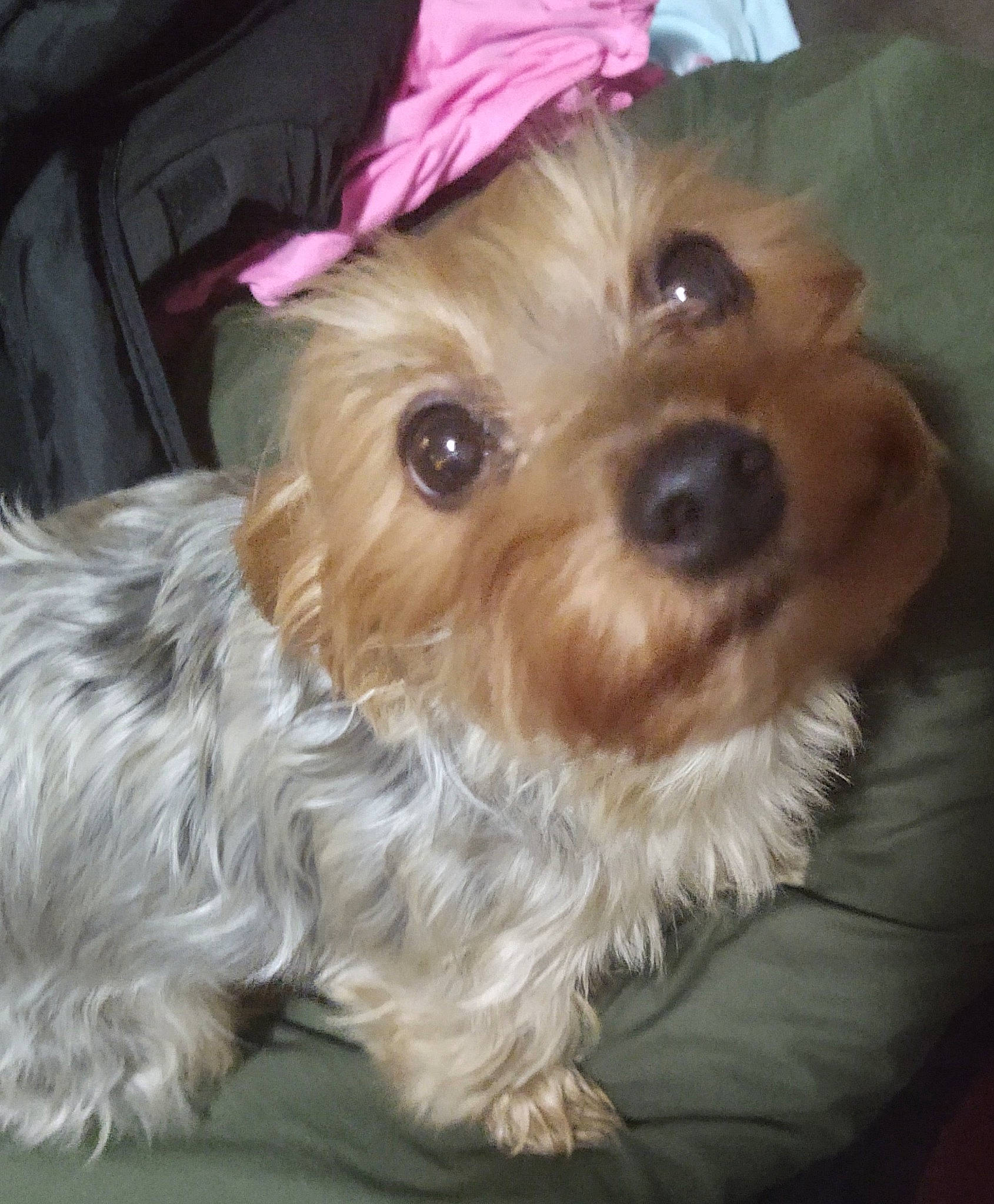 Zoey is registered to the contest to win money with this photo: biewer_terrier, canidae, carnivore, companion_dog, dog, dog_breed, dog_supply, firefighter, fur, liver, maltepoo, puppy_love, small_terrier, snout, sporting_group, terrier, toy_dog, water_dog, working_animal, yorkipoo