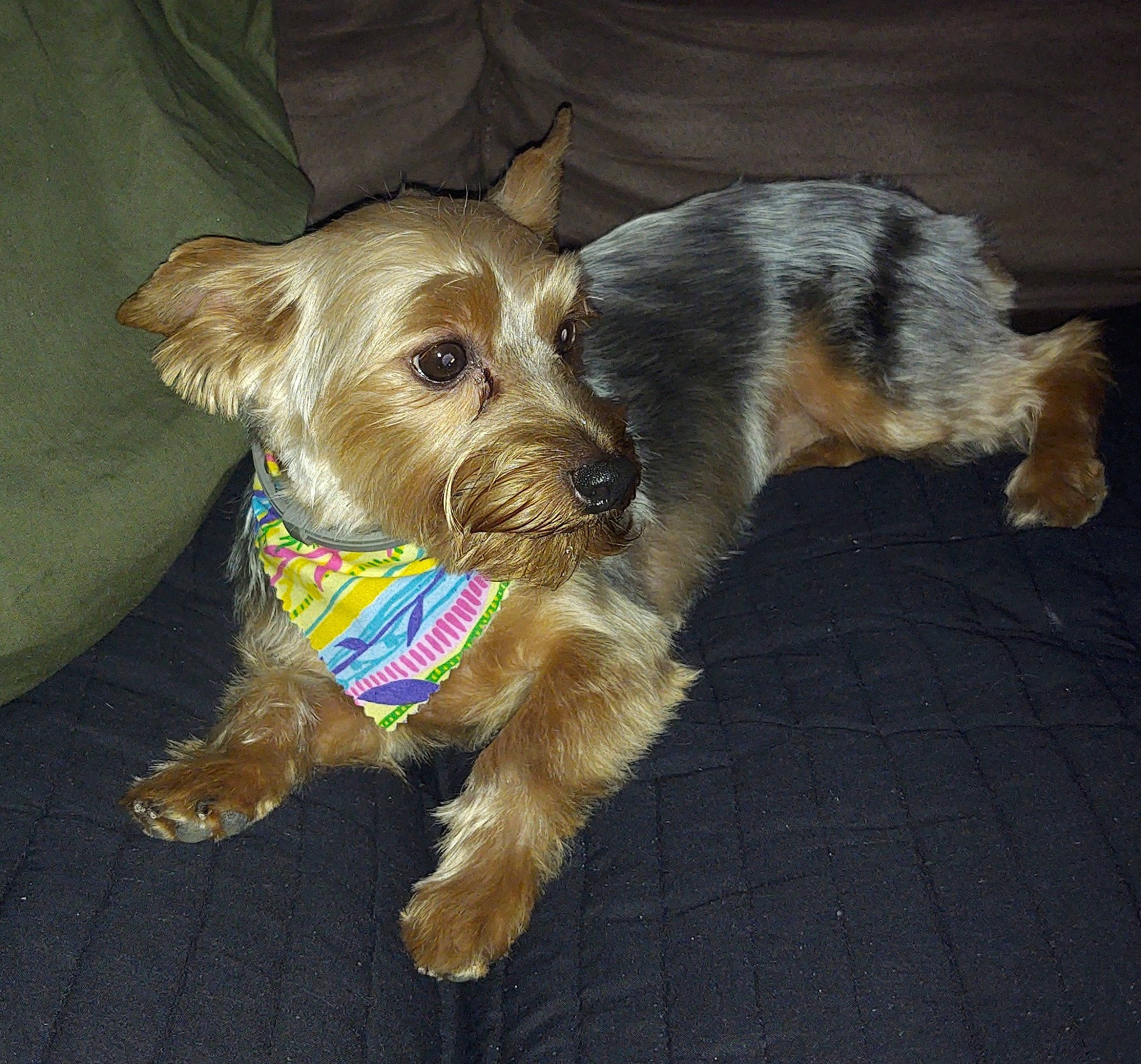 Zoey joined the competition — help win amazing prizes! canidae, carnivore, collar, companion_dog, dog, dog_breed, dog_clothes, dog_collar, dog_supply, fawn, fur, liver, pet_supply, small_terrier, snout, sporting_group, terrier, toy_dog, working_animal, working_terrier