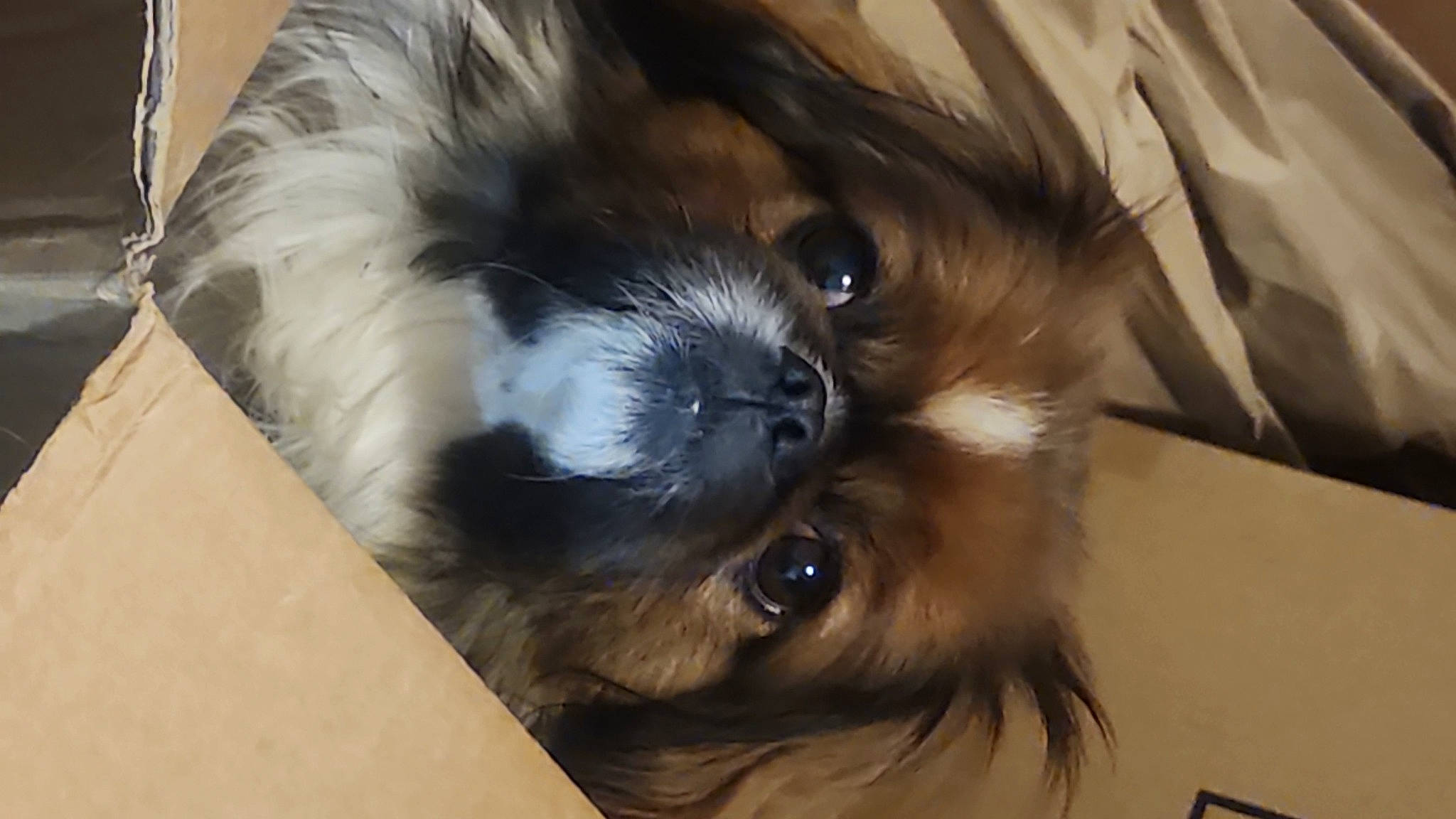 Kingsley joined the competition — help win amazing prizes! canidae, carnivore, companion_dog, dog, dog_breed, ear, fawn, fur, liver, maltepoo, non_sporting_group, shih_poo, shih_tzu, snout, sporting_group, tail, terrier, toy_dog, whiskers, working_animal