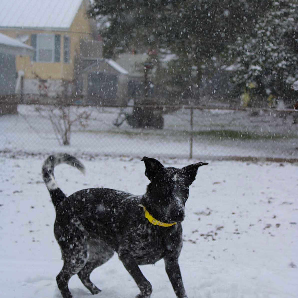 Nami is registered to the contest to win money with this photo: active, animal, black_dog, canine, cold, daytime, dog, fence, house, nature, outdoor, pet, playing, snow, snow_covered, snowfall, tree, winter, yard, yellow_collar