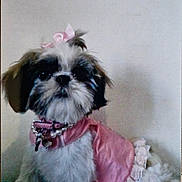 Brindal joined the competition — help win amazing prizes! dog, pet, pink, bow, collar, fur, cute, small_dog, indoor, portrait, white, black, clothing, accessory, animal, sitting, fancy, cute_pet, decorative, adorable