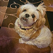 Reily joined the competition — help win amazing prizes! animal, brown, carpet, collar, companion, cute, dog, domestic, ears, fluffy, fur, indoor, looking_up, pet, portrait, shih_tzu, sitting, small_dog, tail, white