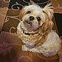 animal, brown, carpet, collar, companion, cute, dog, domestic, ears, fluffy, fur, indoor, looking_up, pet, portrait, shih_tzu, sitting, small_dog, tail, white