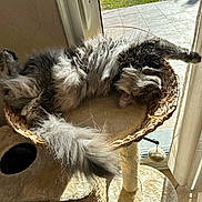 Joy participe au concours pour gagner de l'argent avec cette photo : cat, fluffy, sleeping, basket, cat_tree, sunlight, window, curtain, indoor, pet, feline, relaxed, cozy, tail, fur, home, animal, resting, sunbeam, comfort