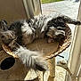 cat, fluffy, sleeping, basket, cat_tree, sunlight, window, curtain, indoor, pet, feline, relaxed, cozy, tail, fur, home, animal, resting, sunbeam, comfort