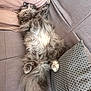 Joy a rejoint le concours — aidez-le/la à gagner de superbes lots ! cat, fluffy, gray_cat, relaxing, sprawled, couch, sofa, pillow, indoor, pet, furry, sleeping, cozy, paw, tail, resting, home, furniture, cute, animal