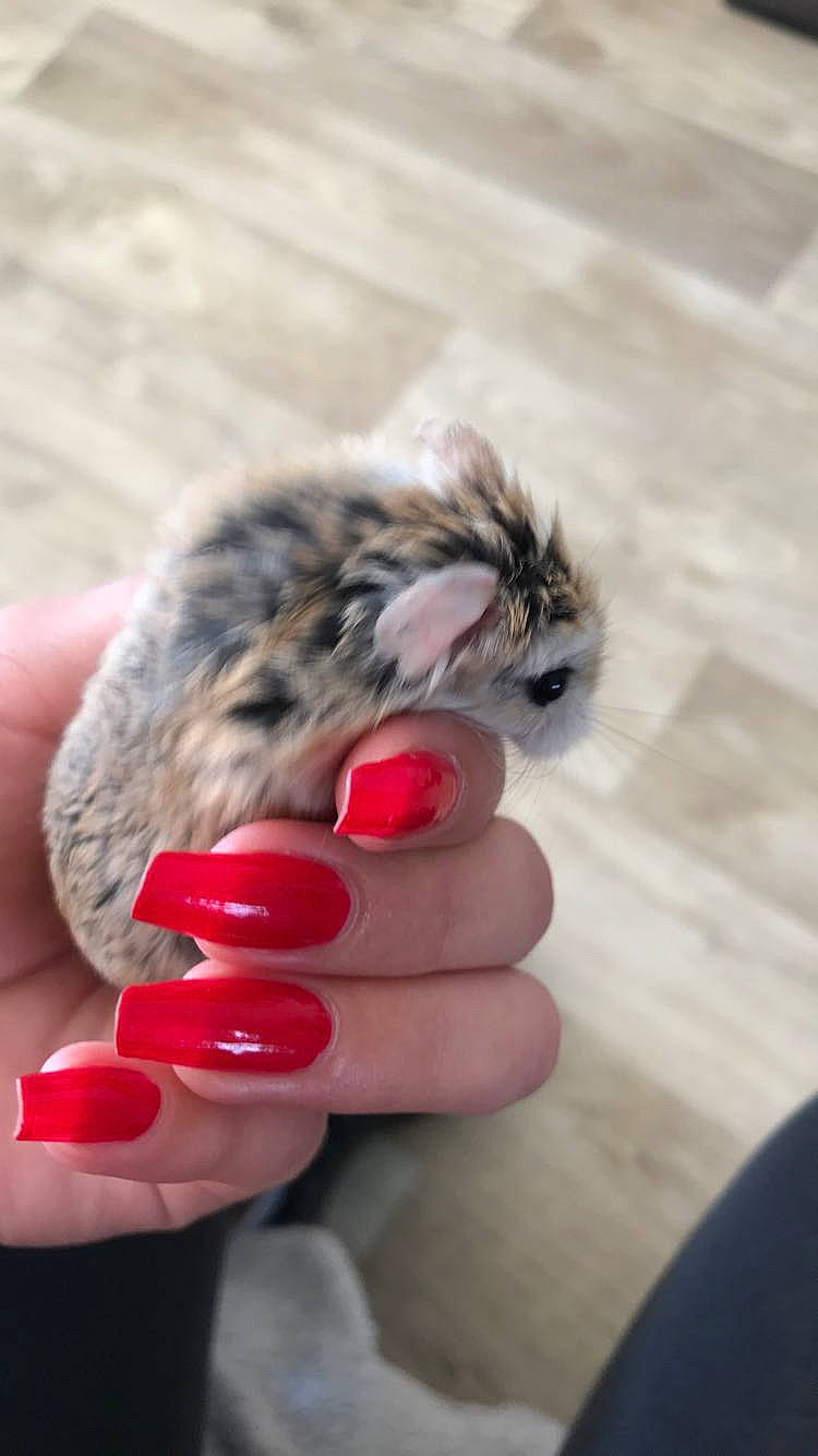 Bob participe au concours pour gagner de l'argent avec cette photo : carnivore, cat, felidae, finger, hand, kitten, nail, norwegian_forest_cat, small_to_medium_sized_cats, tabby_cat