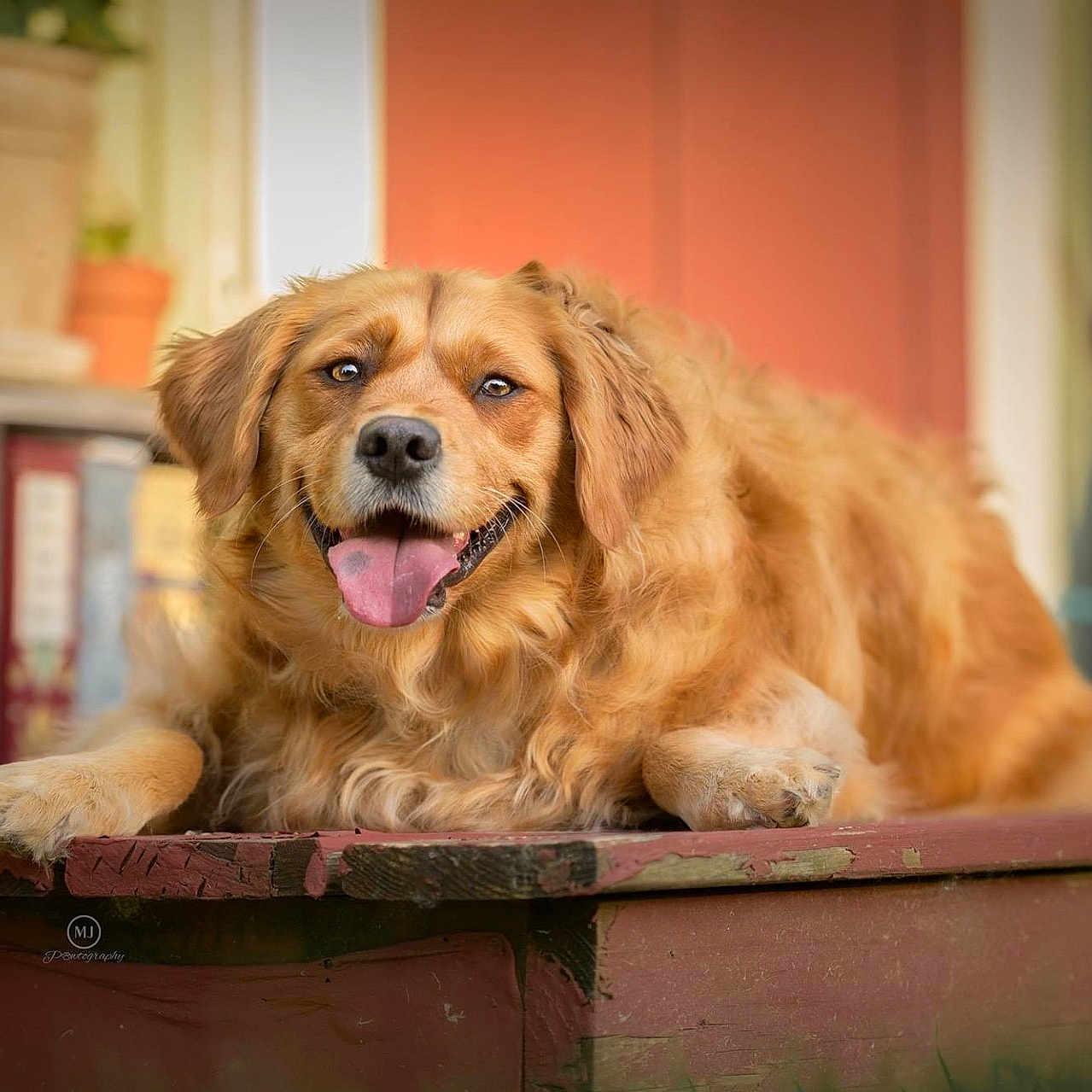 Zoey joined the competition — help win amazing prizes! animal, bodypart, brick, canine, cockerspaniel, dog, goldenretriever, hound, jar, mouth, person, pet, plant, planter, pottedplant, pottery, puppy, terrier, tongue, vase