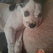 Mulan participe au concours pour gagner de l'argent avec cette photo : animal, black_spots, close_up, companion, cozy, cute, dog, fur, indoor, napping, paw, pet, puppy, relaxed, resting, sleeping, snout, soft, texture, white