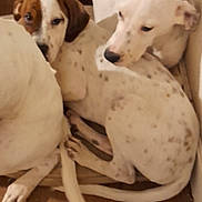 Ayko participe au concours pour gagner de l'argent avec cette photo : dog, puppy, white, spotted, brown, floor, wooden_floor, lying_down, close_up, pets, animal, indoor, cuddling, tail, ears, legs, snuggling, relaxed, companions, cute