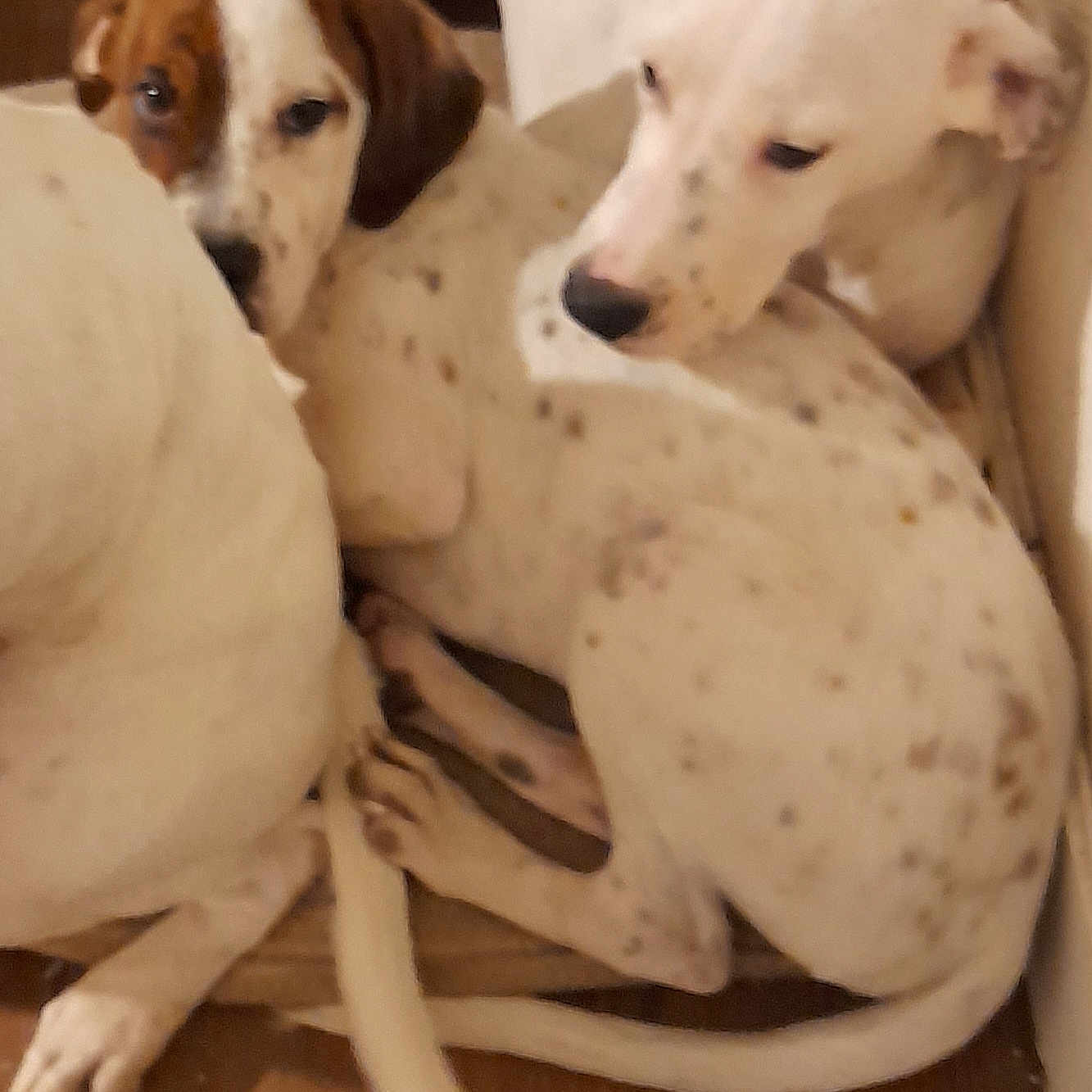 Ayko participe au concours pour gagner de l'argent avec cette photo : animal, brown, close_up, companions, cuddling, cute, dog, ears, floor, indoor, legs, lying_down, pets, puppy, relaxed, snuggling, spotted, tail, white, wooden_floor