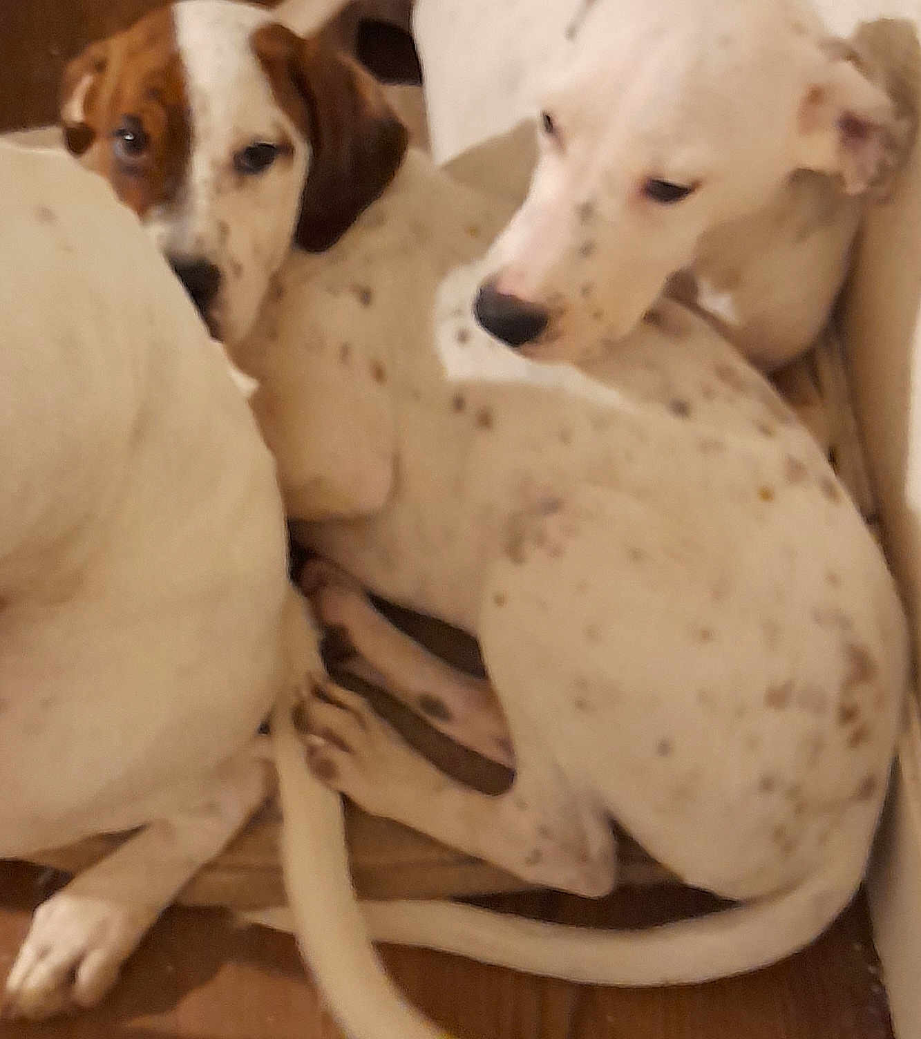 Ayko participe au concours pour gagner de l'argent avec cette photo : dog, puppy, white, spotted, brown, floor, wooden_floor, lying_down, close_up, pets, animal, indoor, cuddling, tail, ears, legs, snuggling, relaxed, companions, cute