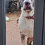 animal, blue_eyes, canine, close_up, collar, curious, dog, domestic_animal, expression, front_view, glass_door, looking, nose, outdoor, paw, pet, speckled_fur, standing, waiting, window_frame