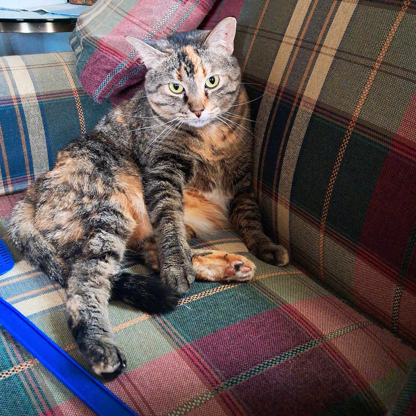 Bella Sue