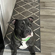Mia is registered to the contest to win money with this photo: animal, black_dog, canine, dog, domestic_animal, ears, floor, fur, green_collar, home, house, indoor, looking_up, nostrils, patterned_rug, pet, rug, sitting, tile_floor, whiskers