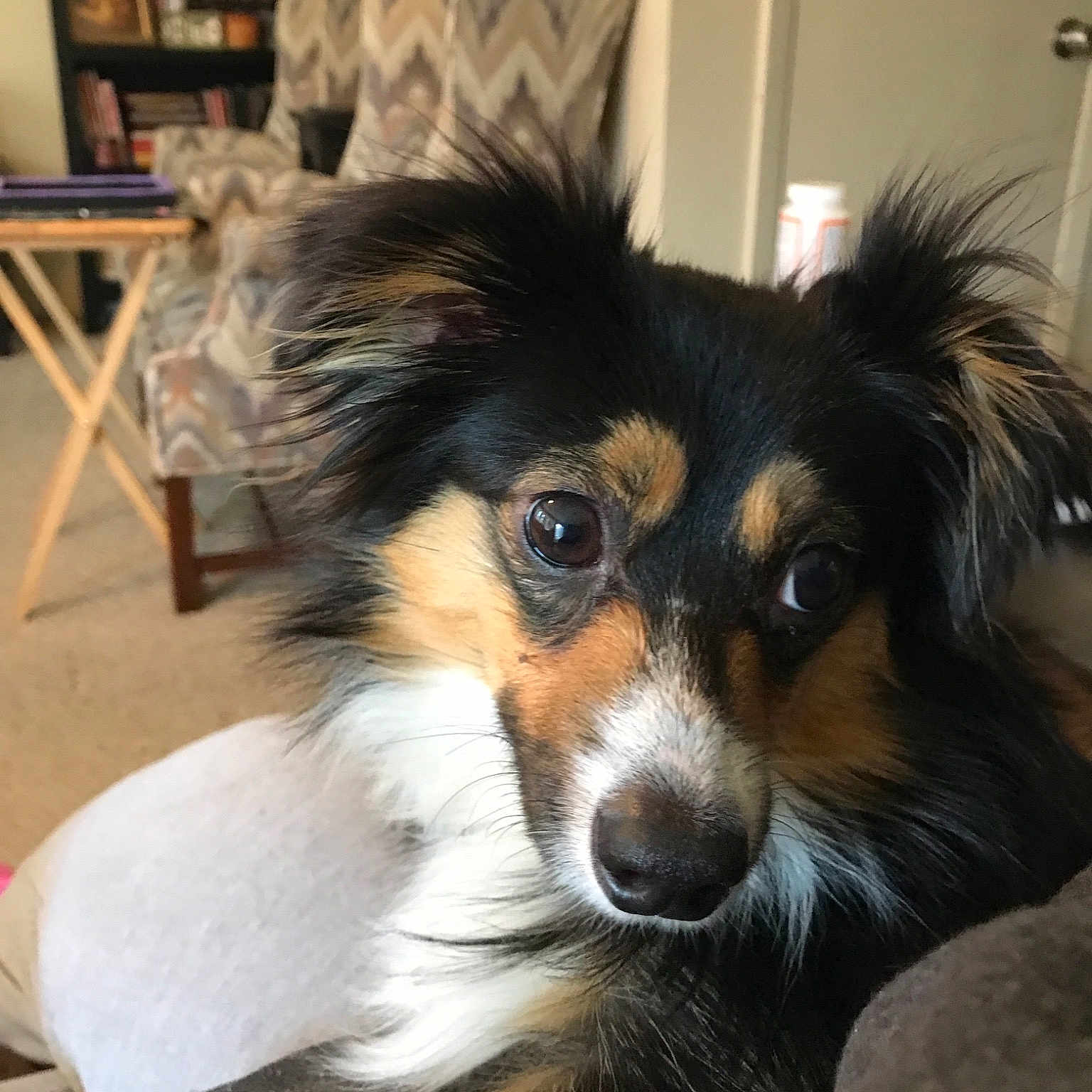 Jack joined the competition — help win amazing prizes! australian_shepherd, canidae, carnivore, companion_dog, dog, dog_breed, ear, fur, mammal, miniature_australian_shepherd, papillon, phalene, puppy, rare_breed_dog, shetland_sheepdog, snout, sporting_group, vertebrate, whiskers