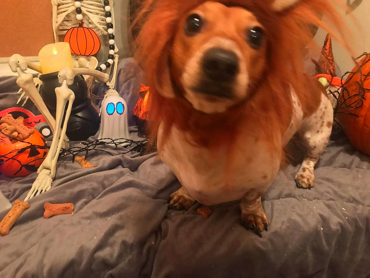 Marley is registered to the contest to win money with this photo: canidae, carnivore, companion_dog, dog, dog_breed, dog_supply, fawn, fur, hound, orange, paw, plant, pumpkin, smile, snout, sporting_group, toy, whiskers, wood, working_animal