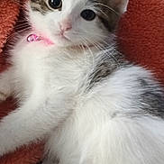 Lucy joined the competition — help win amazing prizes! kitten, cat, pet, animal, feline, fur, collar, bell, cute, cozy, blanket, orange, white, gray, lying_down, indoor, closeup, young, domestic, whiskers