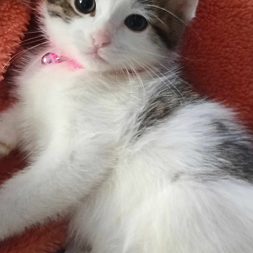 Lucy joined the competition — help win amazing prizes! animal, bell, blanket, cat, closeup, collar, cozy, cute, domestic, feline, fur, gray, indoor, kitten, lying_down, orange, pet, whiskers, white, young