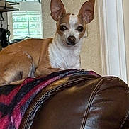 Bella is registered to the contest to win money with this photo: dog, chihuahua, leather_couch, blanket, indoor, pet, small_dog, brown_and_white, ears, face, looking_at_camera, furniture, window, home, cozy, animal, domestic, resting, curious, household