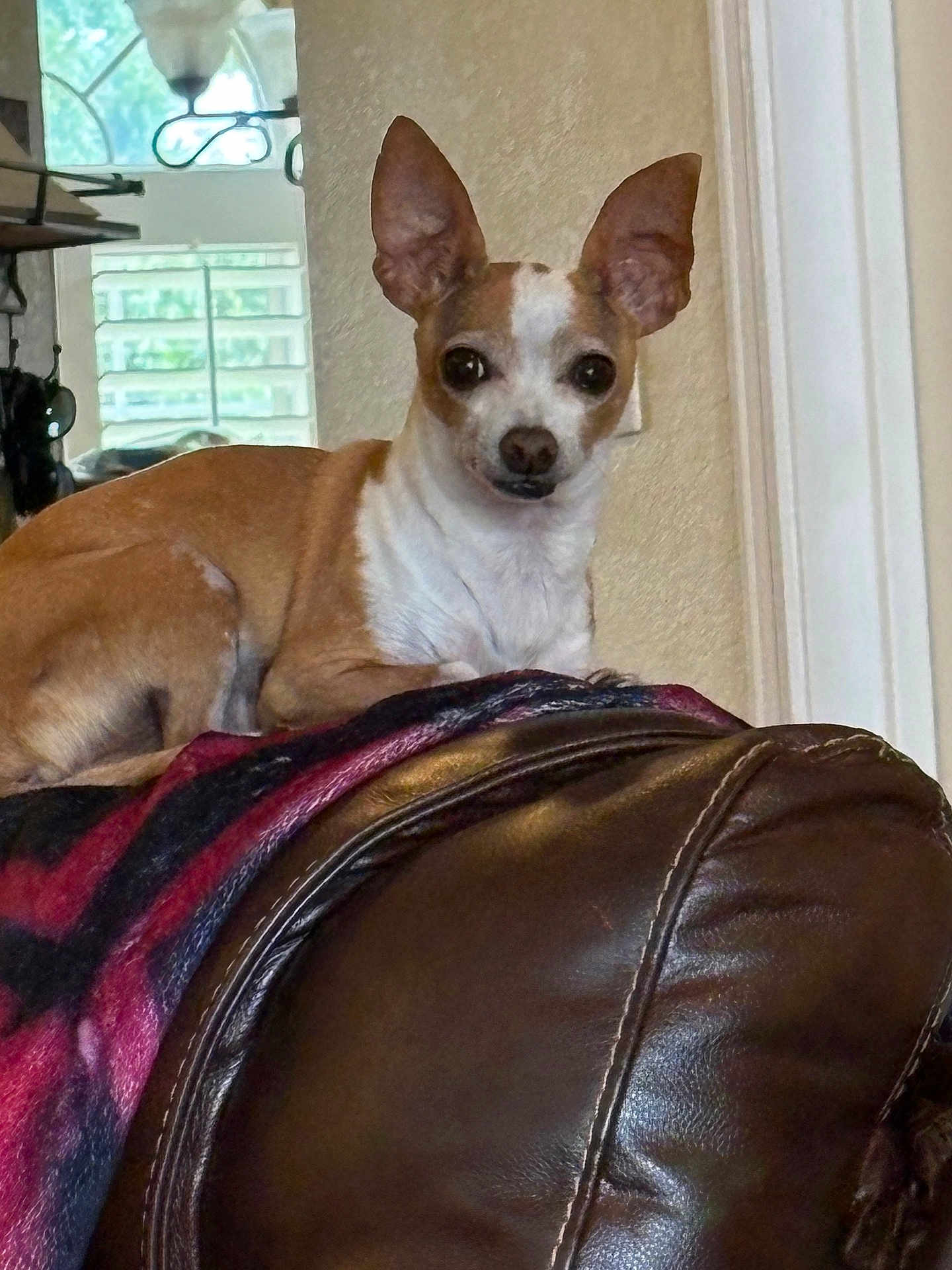 Bella