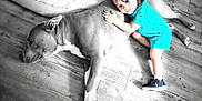 Walter is registered to the contest to win money with this photo: toddler, child, dog, hugging, floor, wooden_floor, indoor, blue_outfit, pet, animal, friendship, cute, relaxed, casual, playing, smiling, small_child, curly_hair, sneakers, cozy